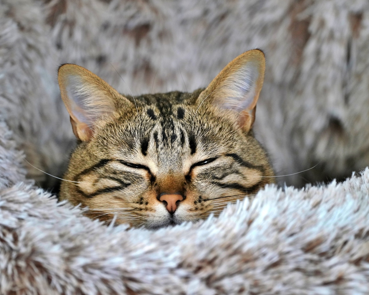 Довольный серый полосатый кот спит на покрывале