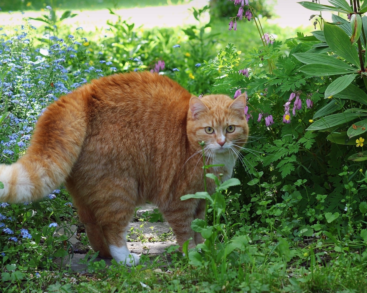 Испуганный рыжий кот в зеленой траве