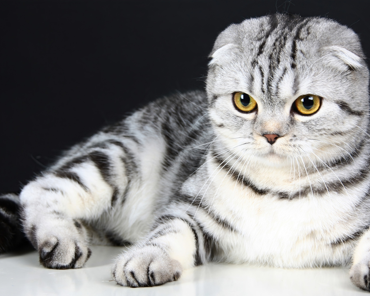 Шотландская вислоухая кошка с красивыми глазами