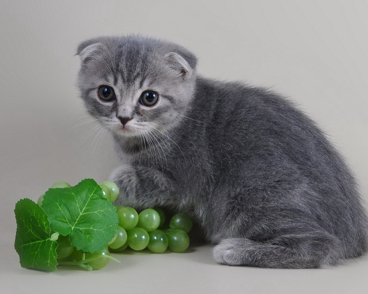 Маленький шотландский котенок с виноградом на сером фоне
