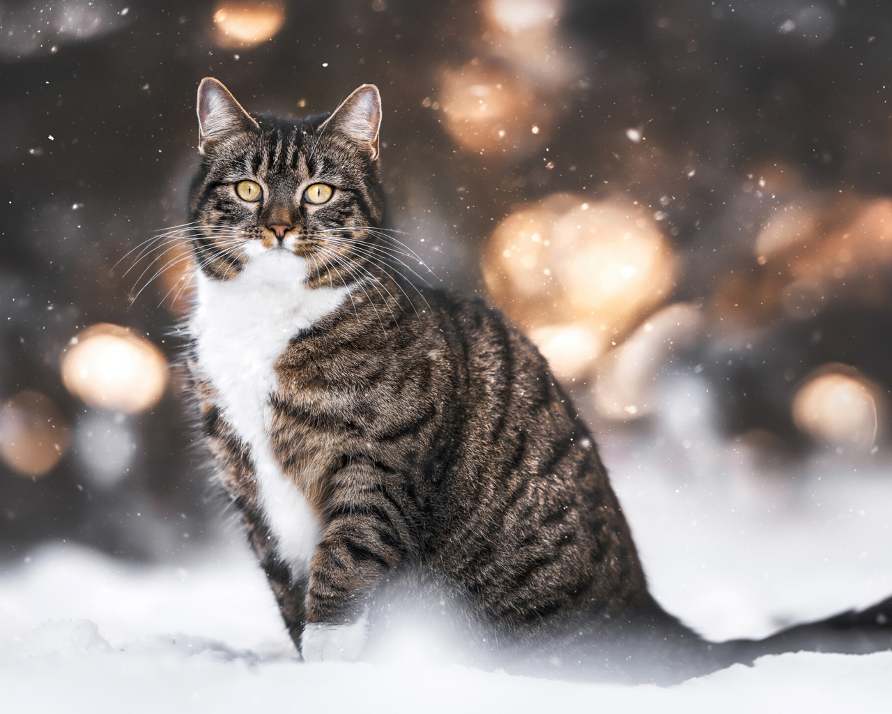 Полосатый кот сидит на холодном снегу