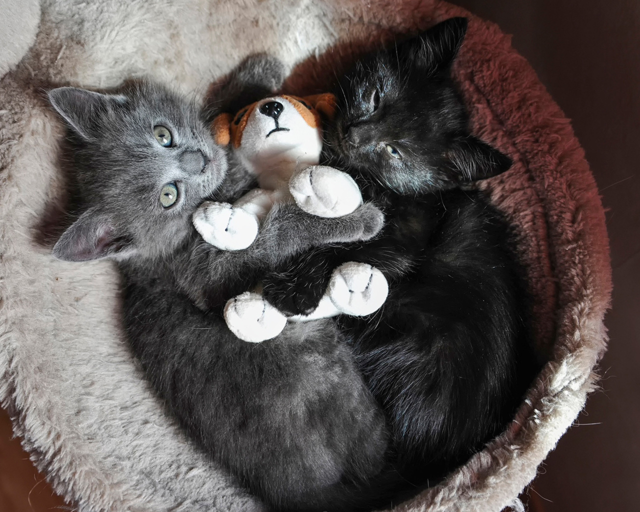 Два котенка с игрушкой смотрят вверх 