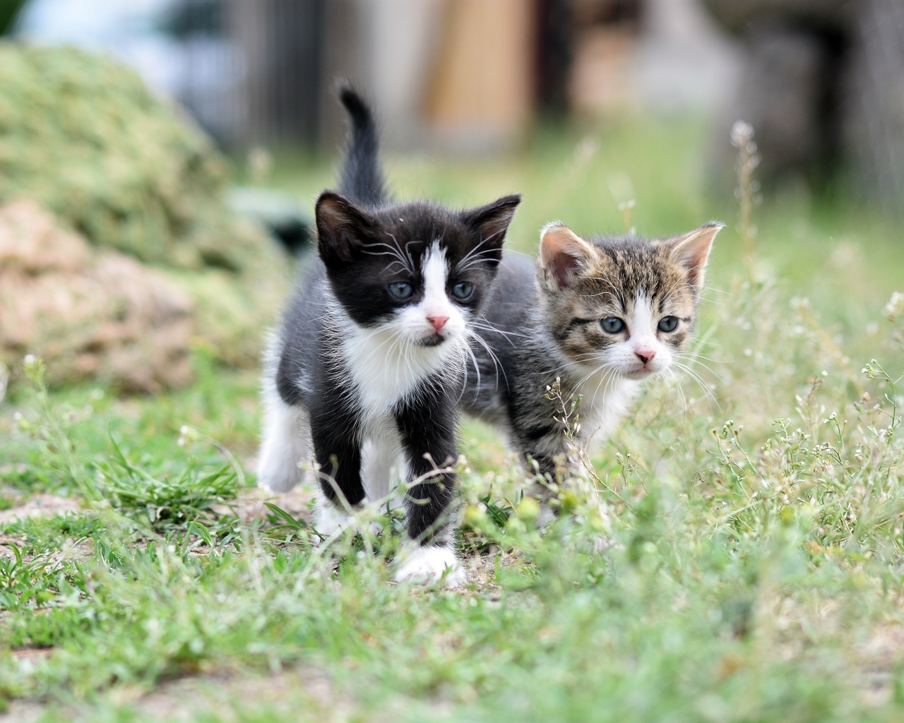 Два маленьких котенка идет по траве