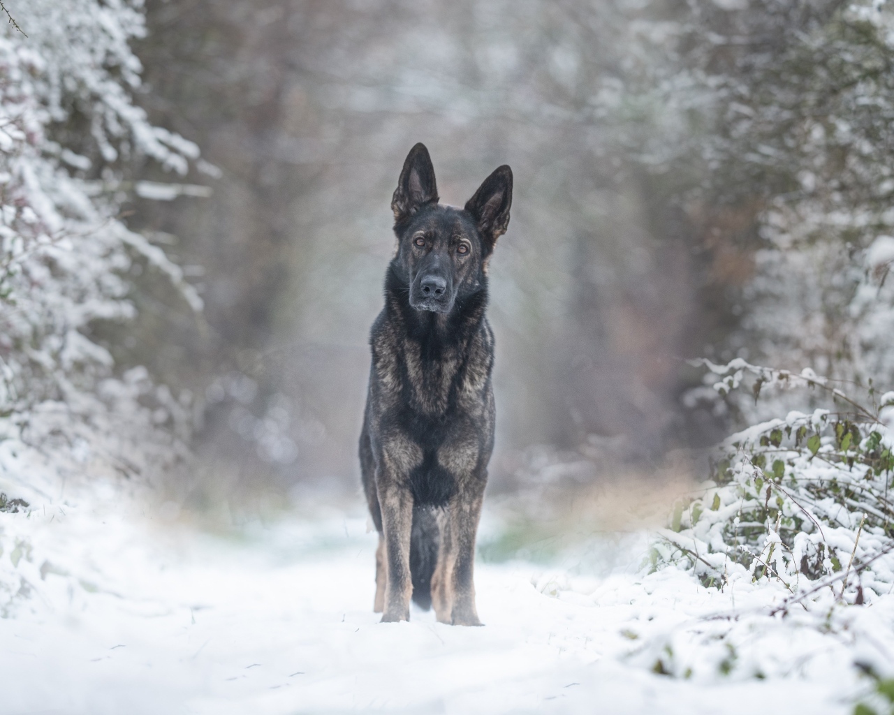 Собака стоит на дороге в заснеженном лесу