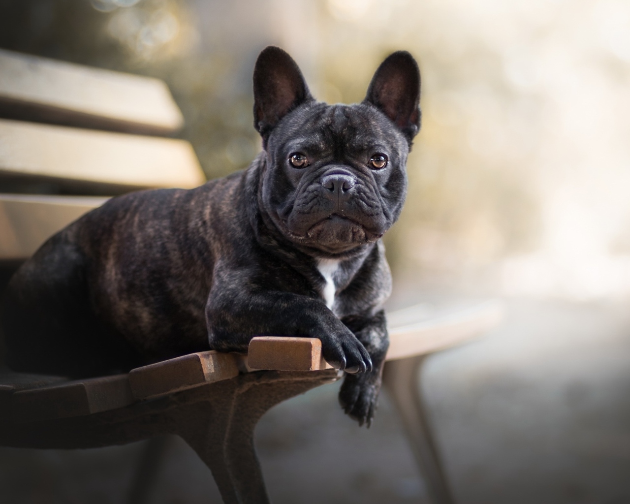 Большой французский бульдог лежит на лавке