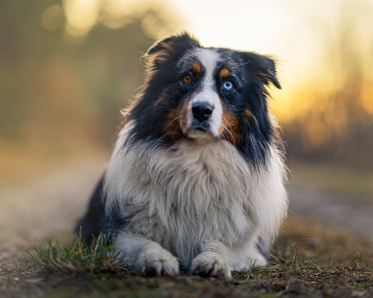 Австралийская овчарка с разными глазами лежит на земле