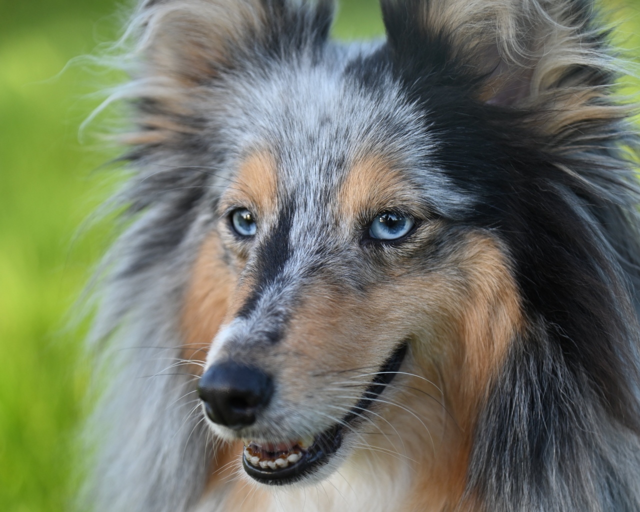 Красивая голубоглазая собака породы шелти