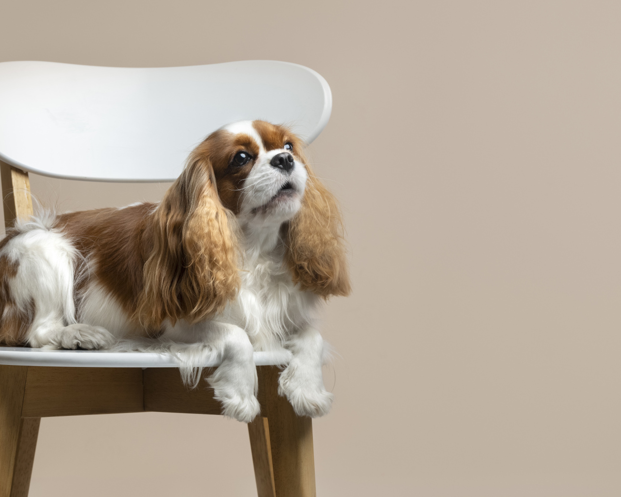 Красивый пес лежит на стуле на сером фоне