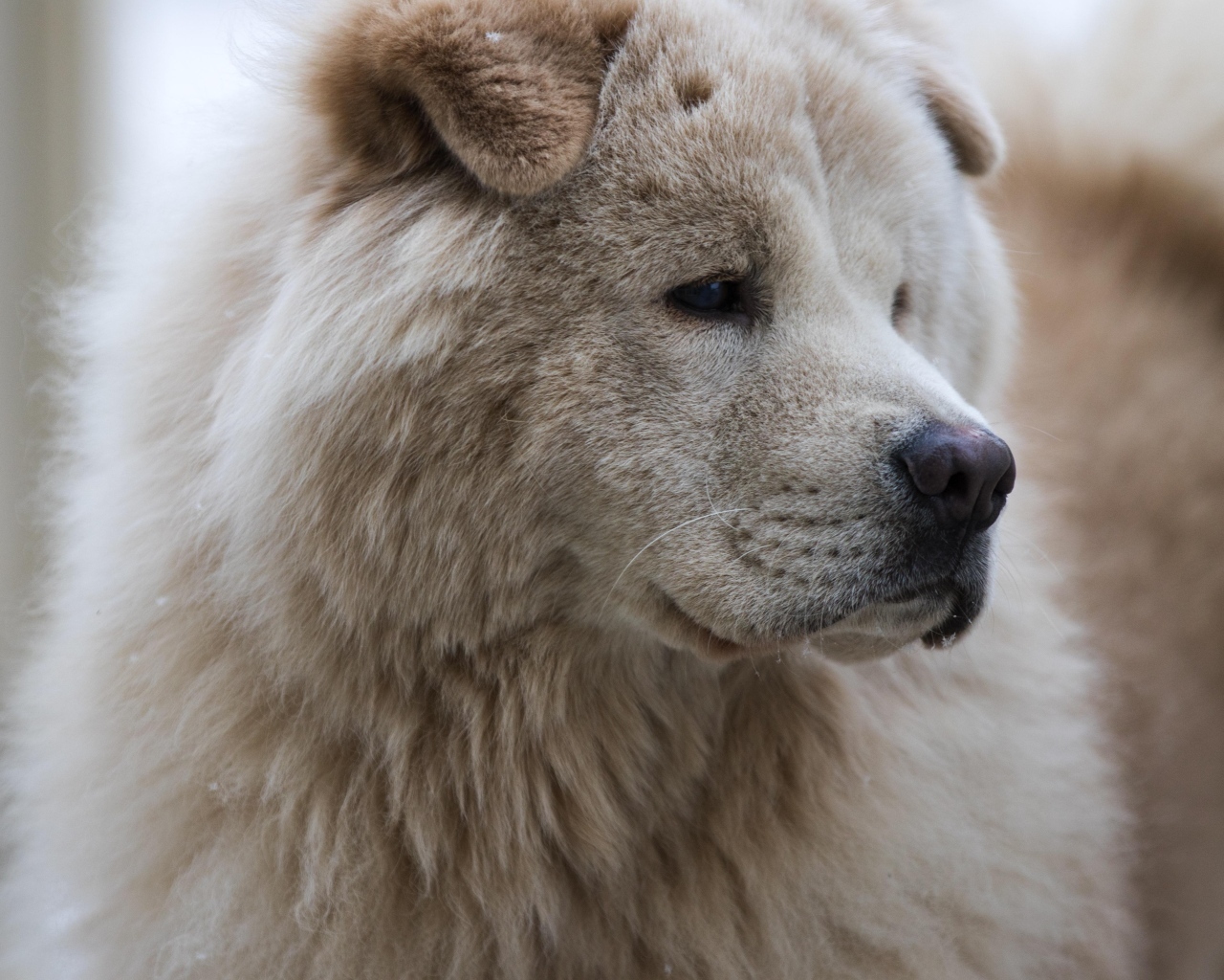 Большой старый пес акита ину