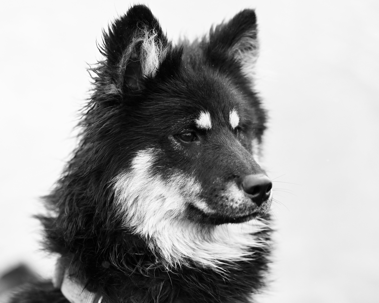 Черное белое фото породистой собаки