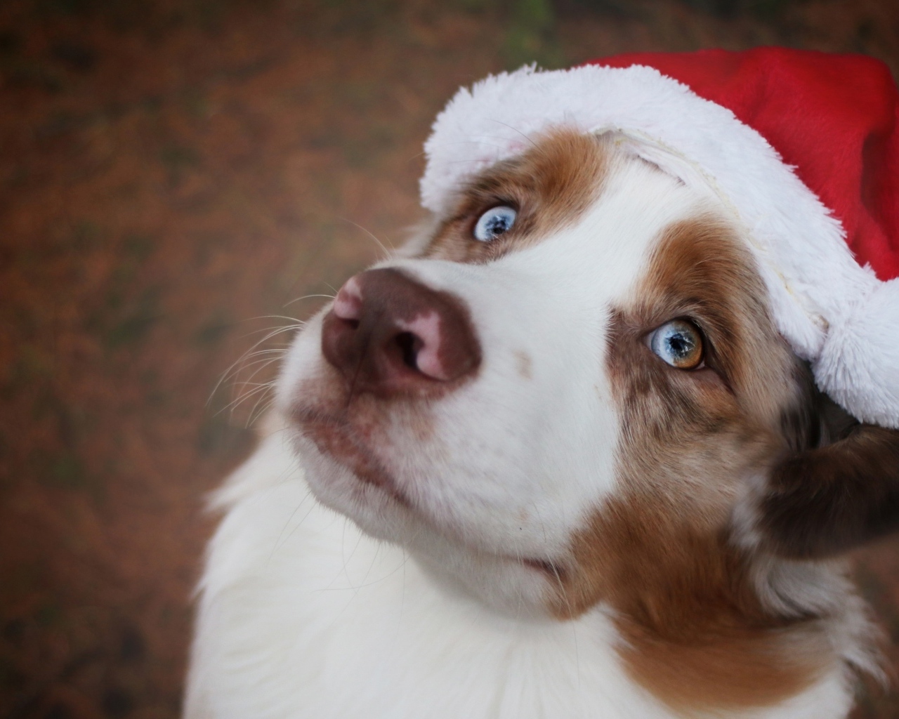 Голубоглазая австралийская овчарка в новогодней шапке