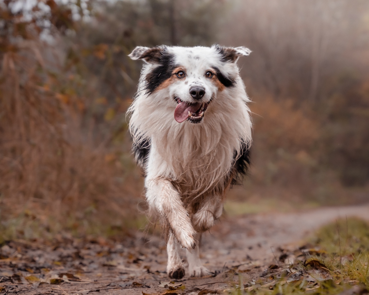 Собака породы бордер колли с высунутым языком