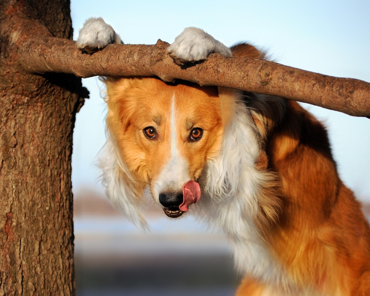 Собака бордер колли с высунутым языком у ветки