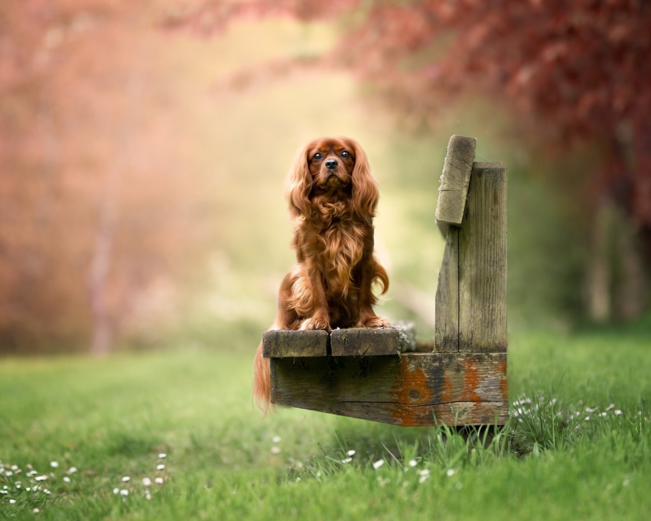 Коричневый кинг чарльз спаниель сидит на лавке
