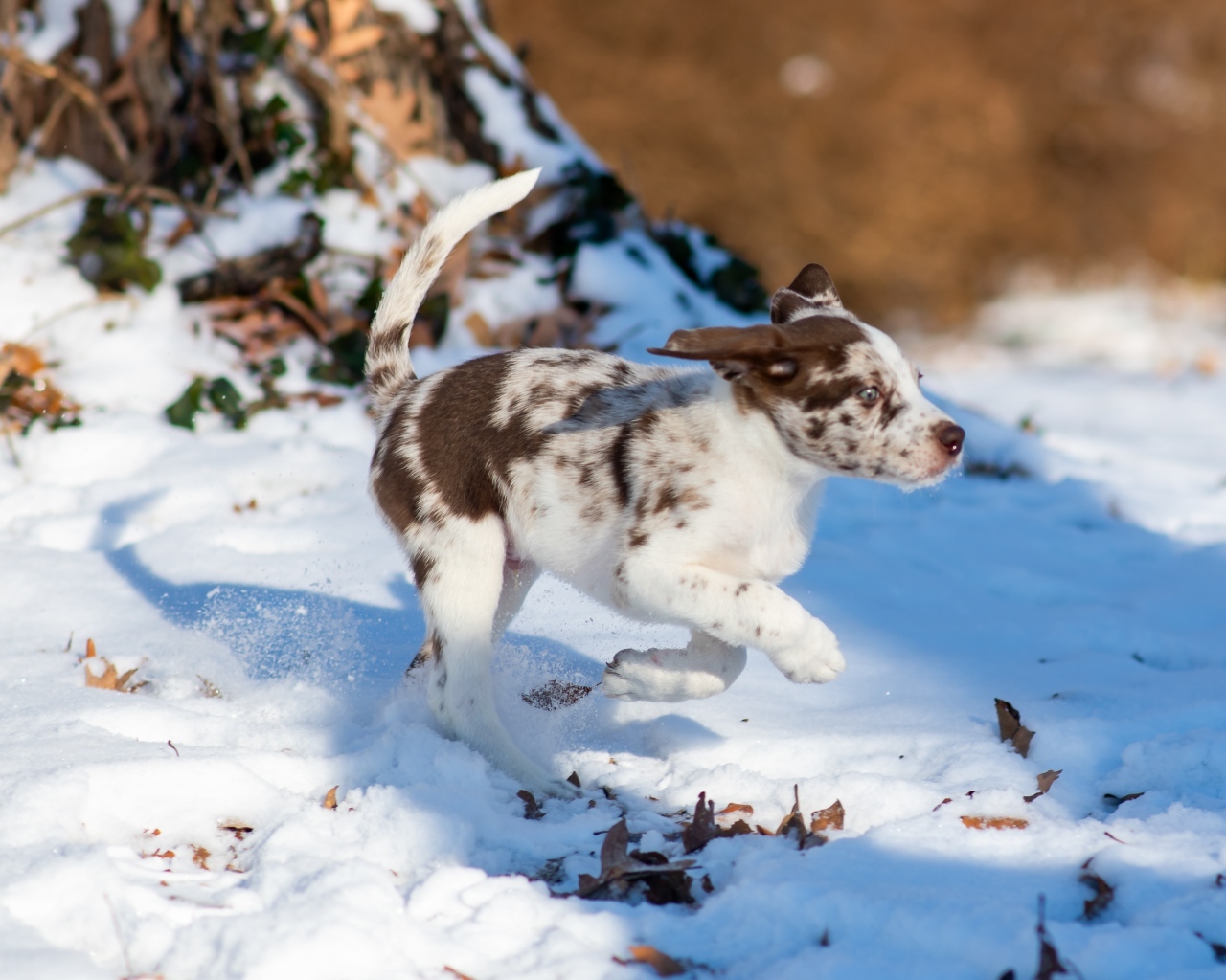 Веселый щенок бежит по снегу