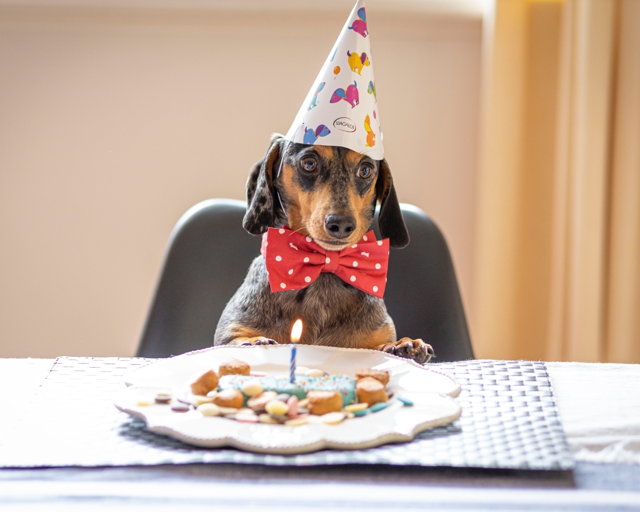 Такса отмечает день рождения