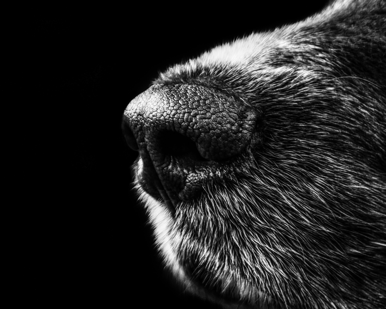 Нос собаки крупным планом на черном фоне