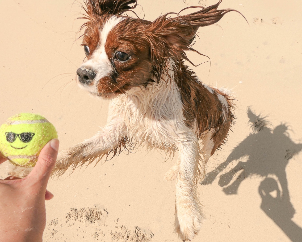 Собака играет с мячом на песке