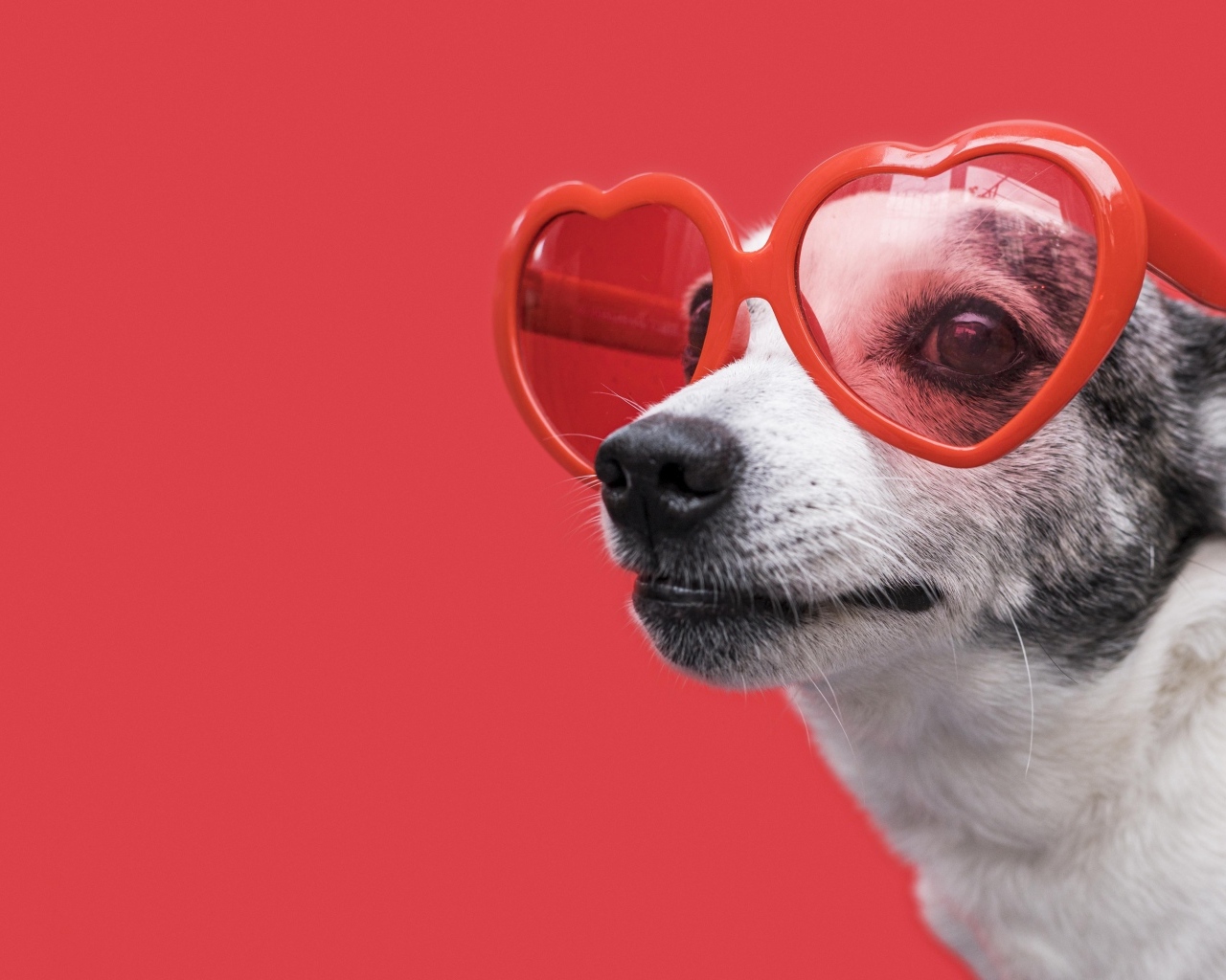 Собака в очках в форме сердца на красном фоне