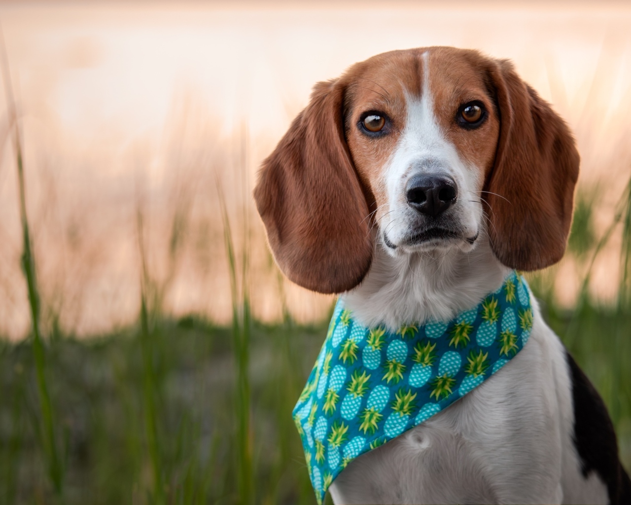 Собака с платком на шее