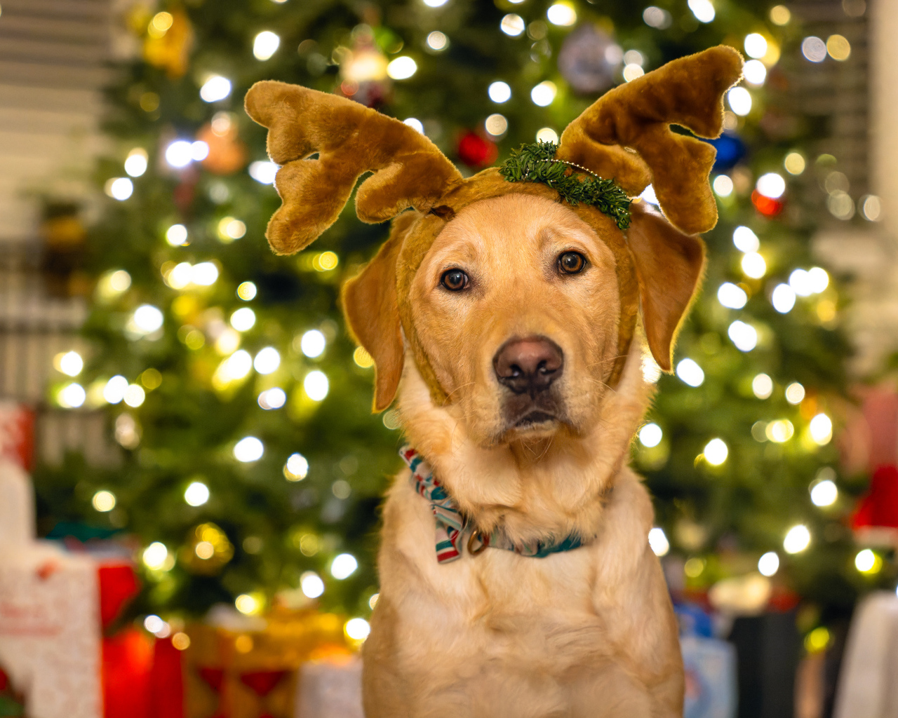 Собака с рогами оленя у новогодней ели