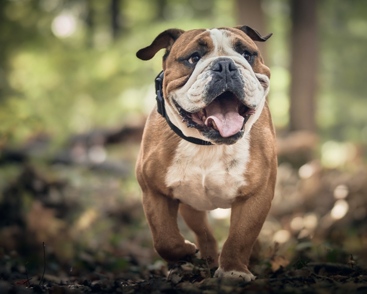 Английский бульдог бежит по лесу
