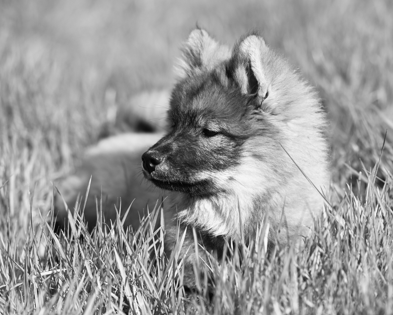 Щенок евразийской овчарки лежит в траве