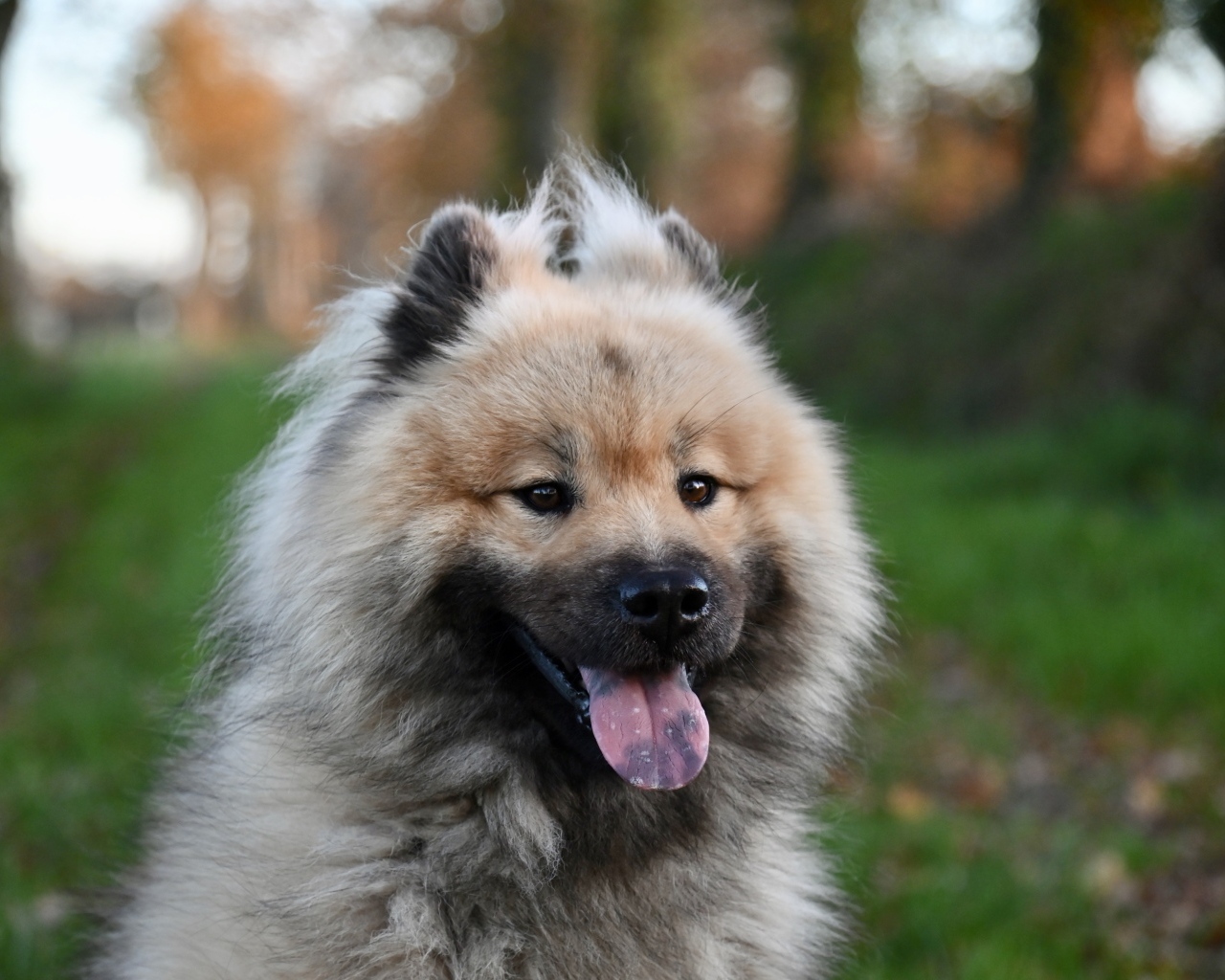 Евразийский щенок с высунутым языком