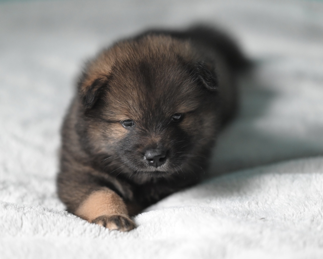 Щенок евразиер лежит на белой кровати