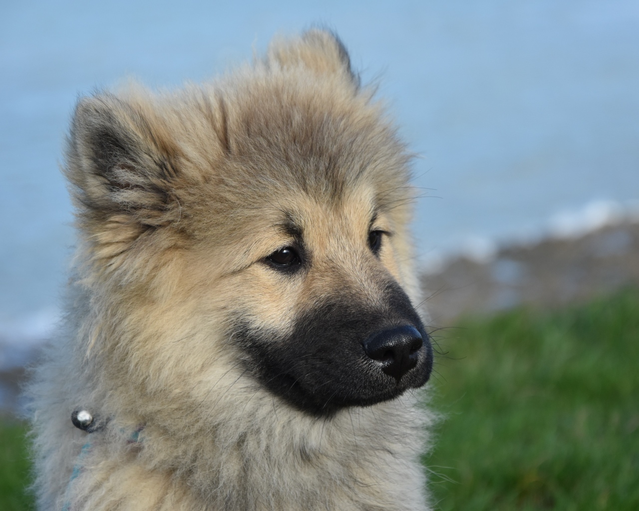 Щенок евразиер на зеленой траве