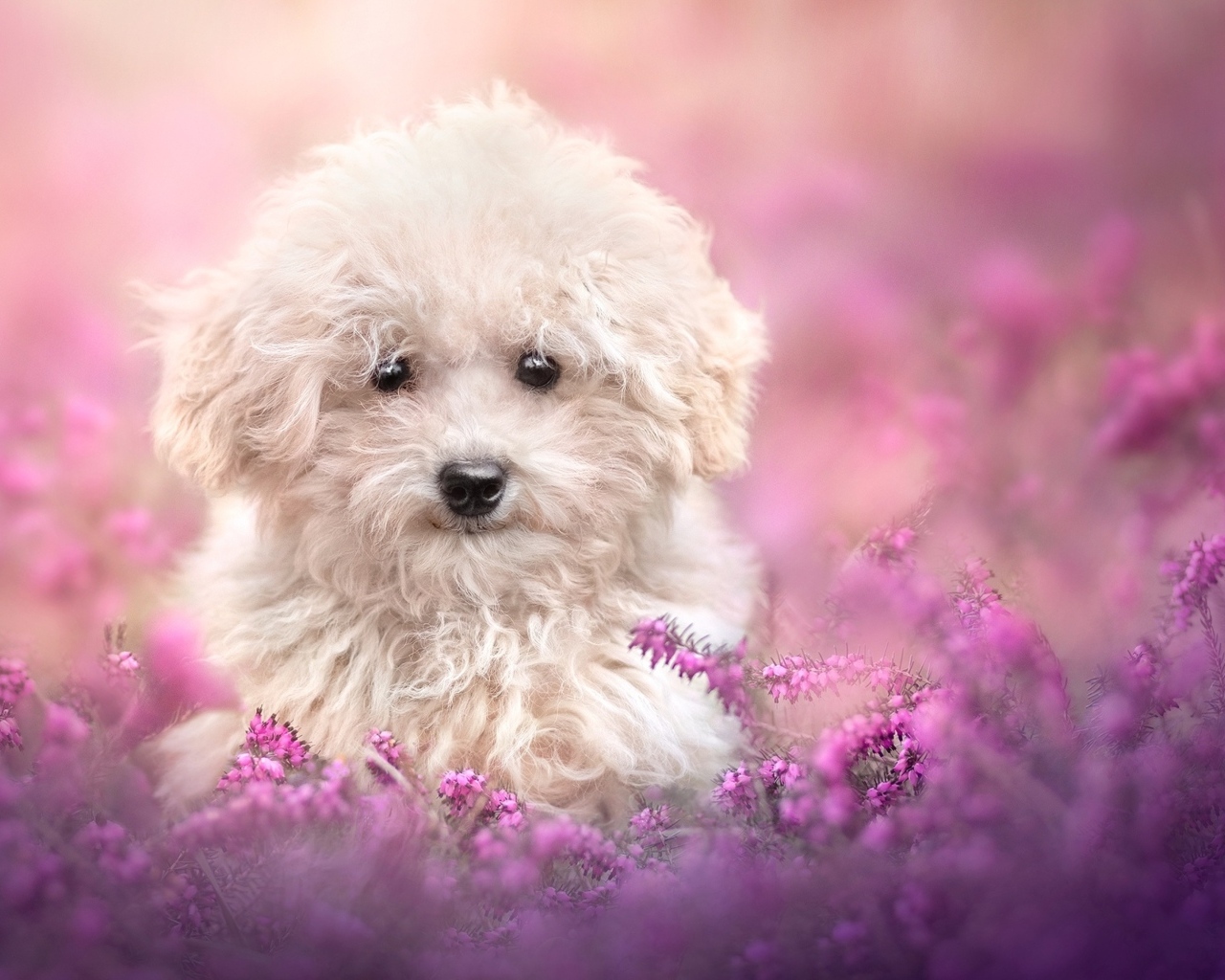 Пушистый белый пес в розовых цветах