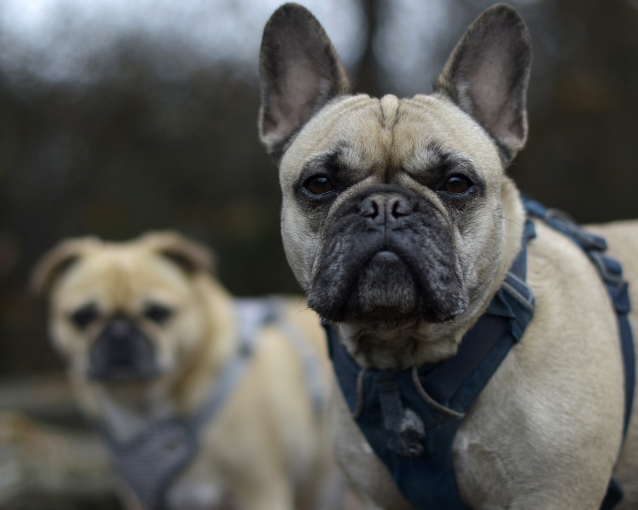 Французский бульдог в шлейке крупным планом