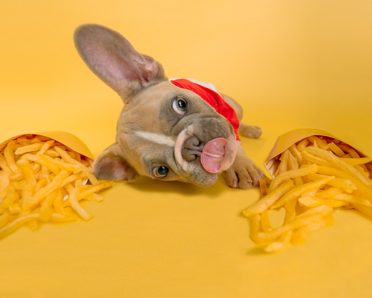Смешной щенок французского бульдога с картофелем фри 