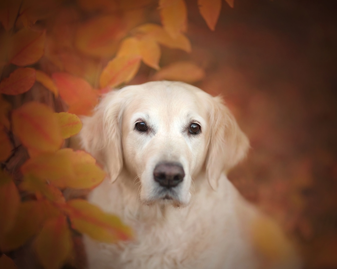 Золотистый ретривер прячется в желтых листьях