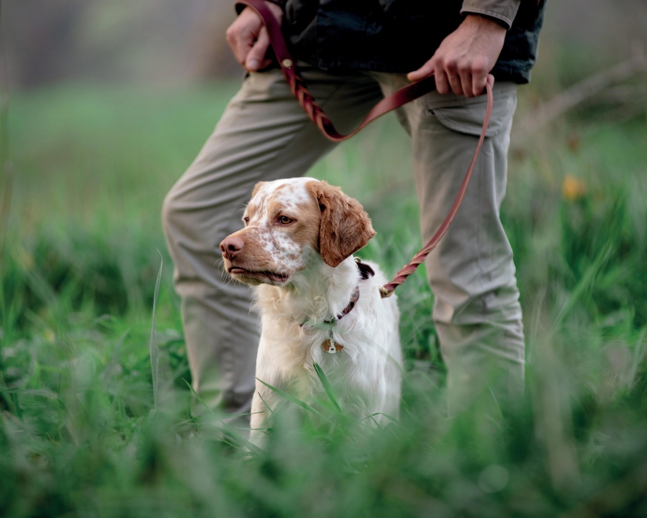 Охотничья собака с хозяином в траве