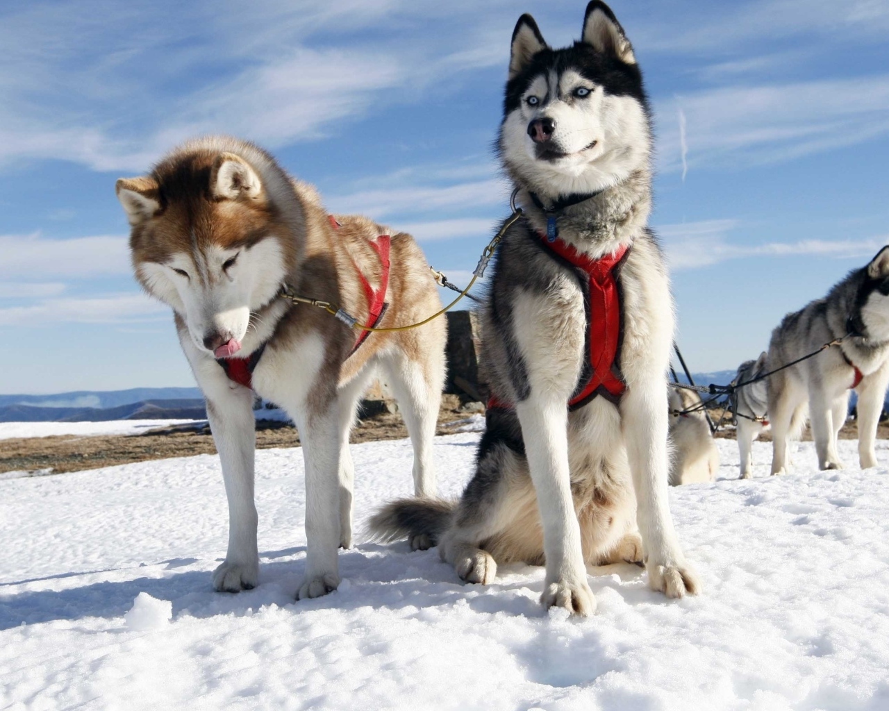 Хаски в упряжке на снегу