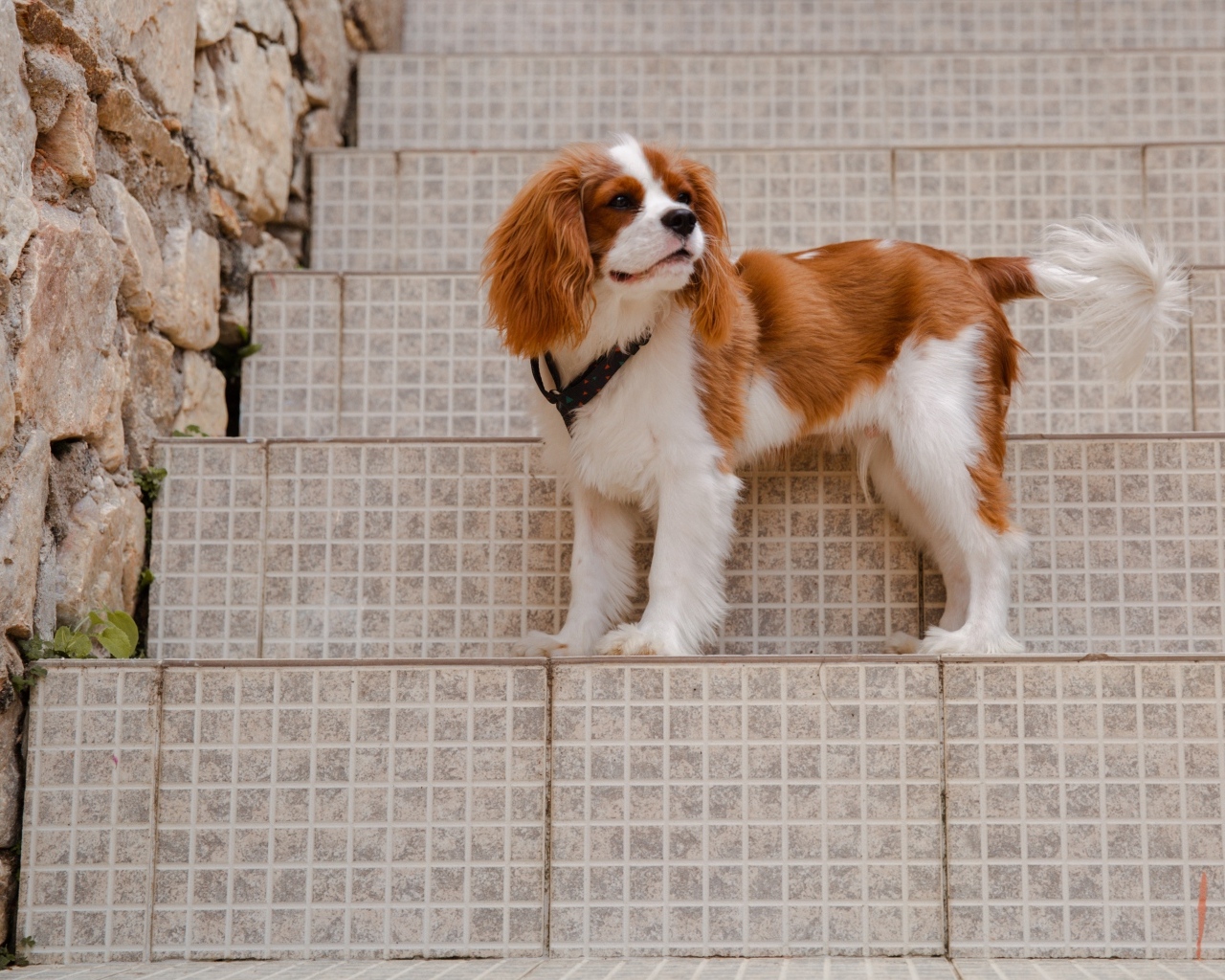 Кинг-чарльз-спаниель стоит на ступеньках