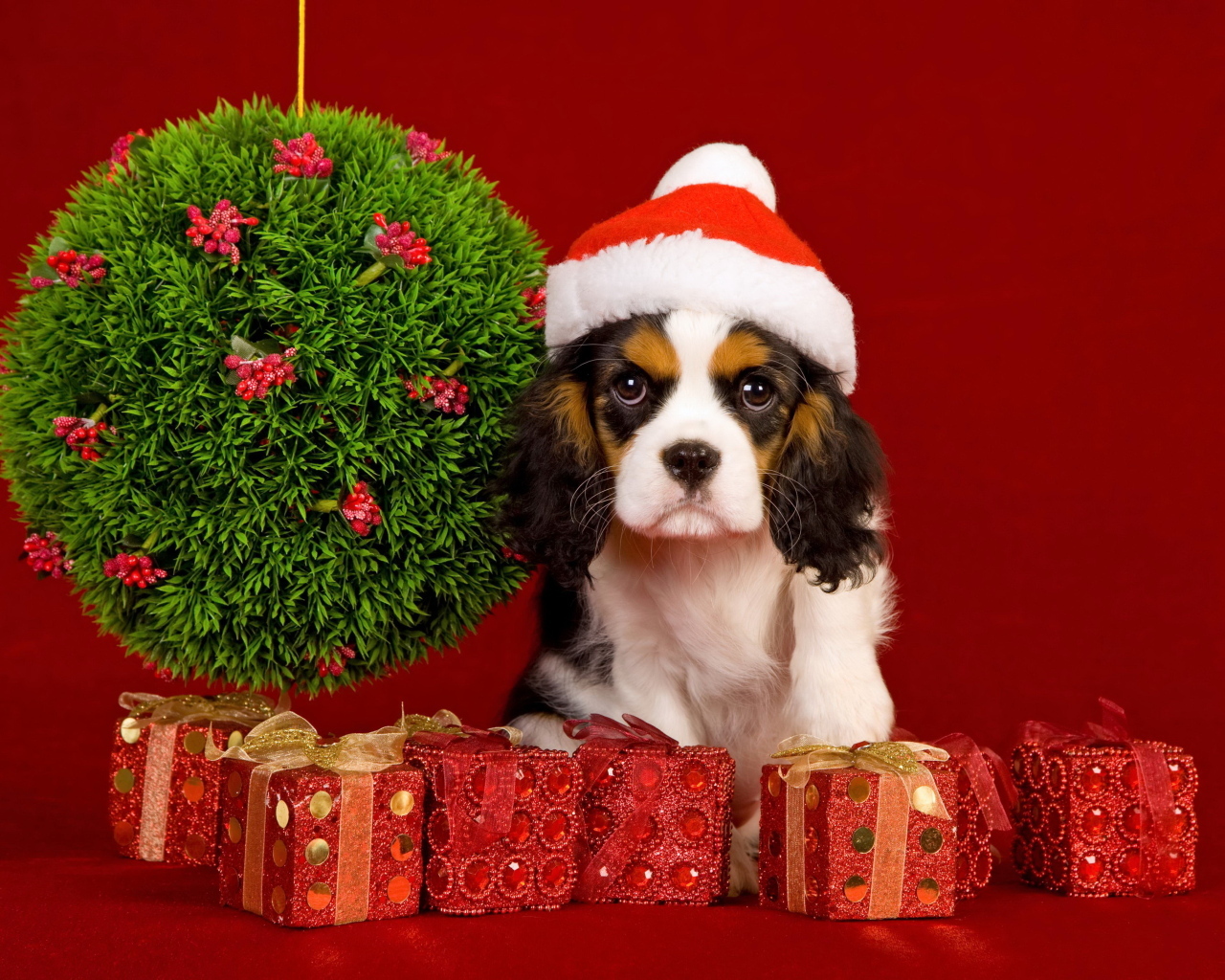 Кинг чарльз спаниель с подарками на Рождество