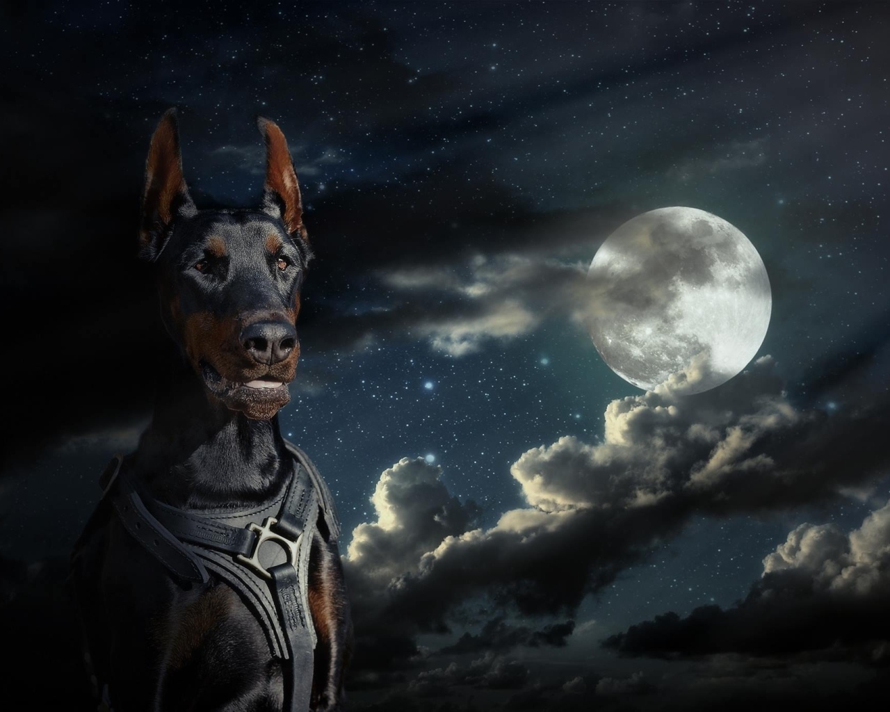Большой доберман на фоне луны 