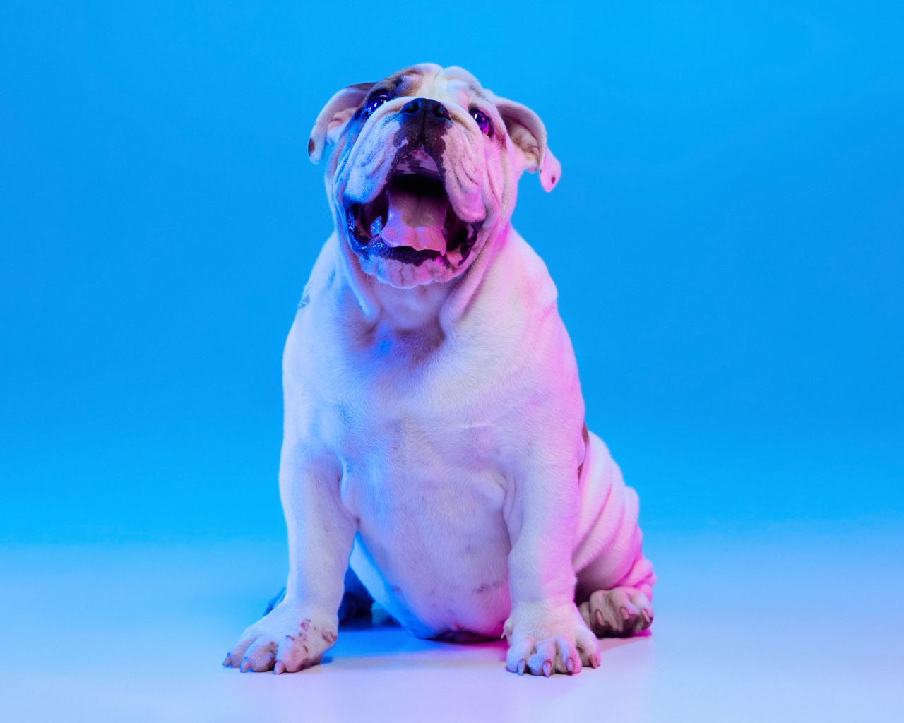 Большой английский бульдог на голубом фоне