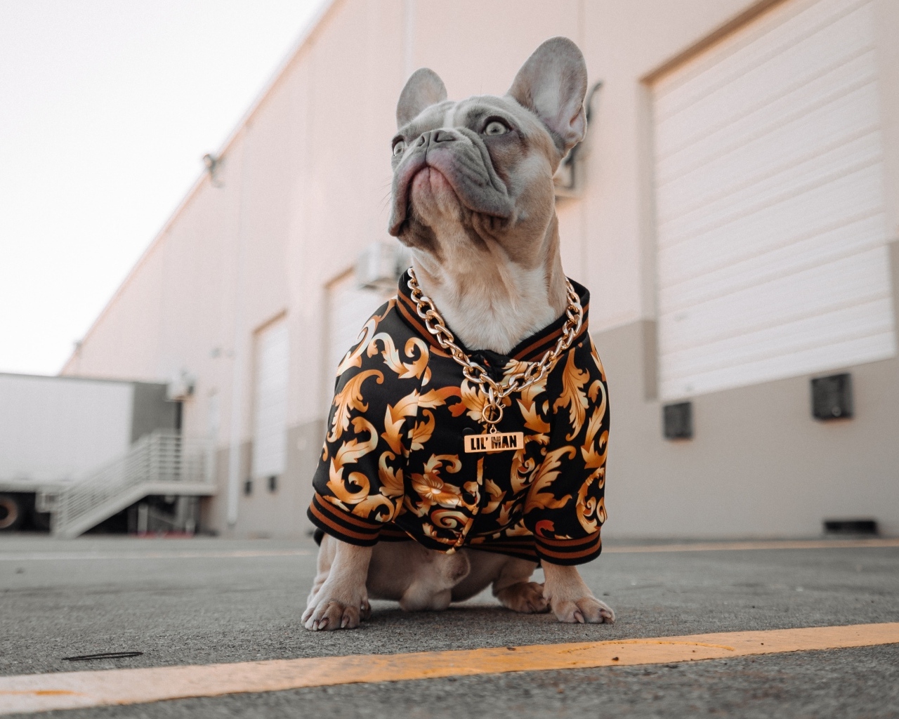 Большой французский бульдог в костюме с золотой цепью 