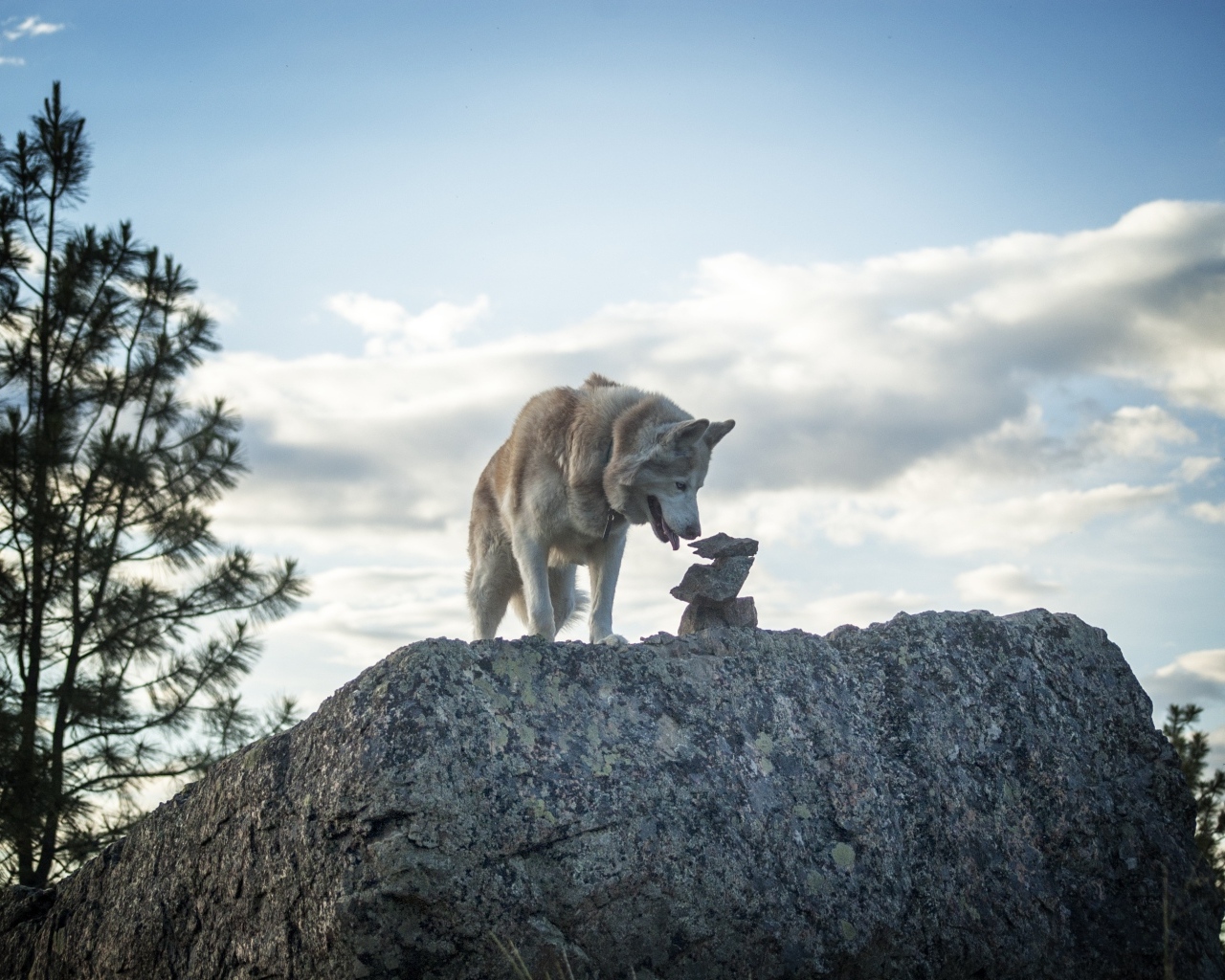 Большой сибирский хаски стоит на камне на фоне неба