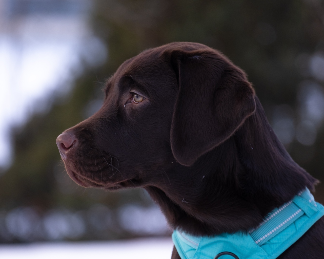 Большой коричневый лабрадор в голубом ошейнике
