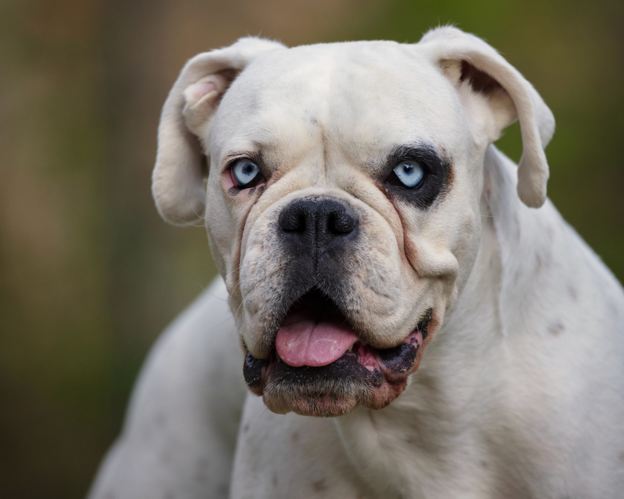 Большой белый немецкий боксер с голубыми глазами
