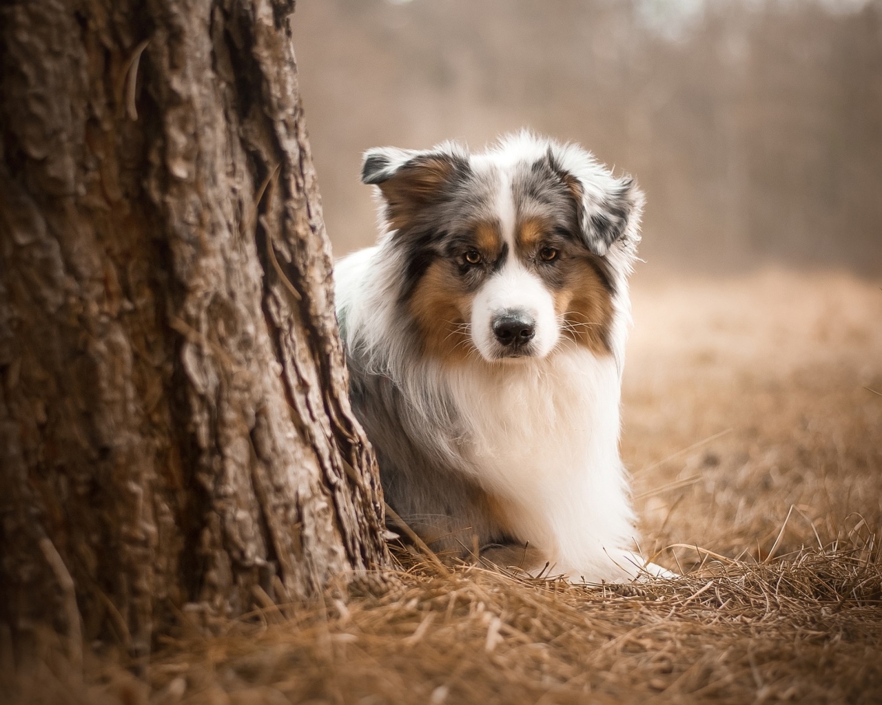 Маленькая австралийская овчарка у дерева в парке