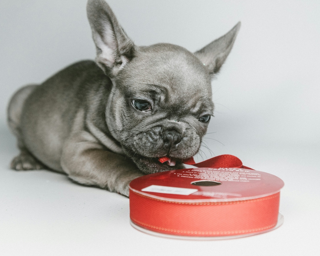 Маленький французский бульдог грызет ленту