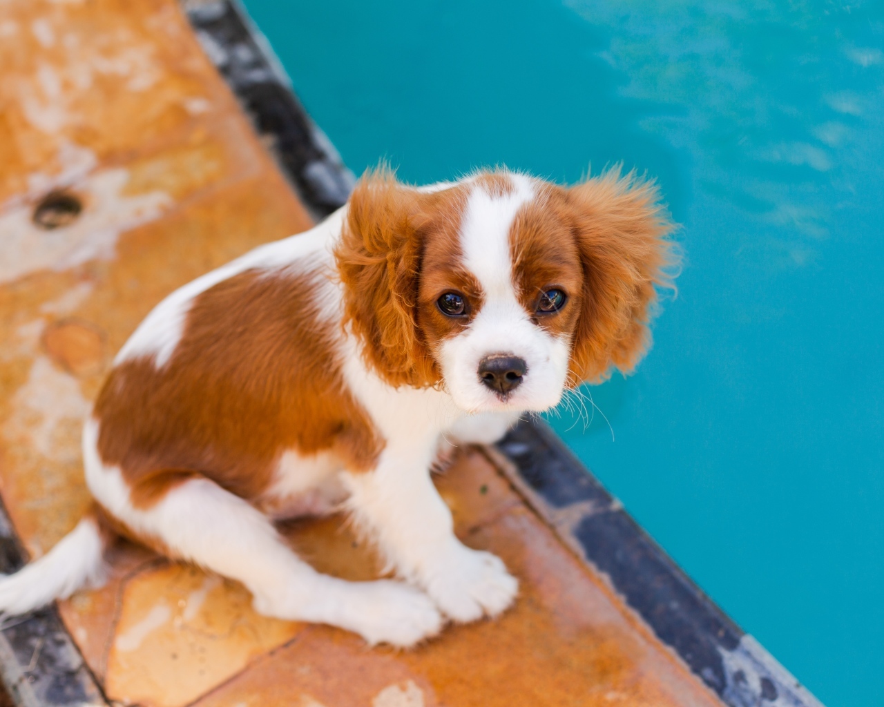 Маленький Кинг-чарльз-спаниель сидит у бассейна
