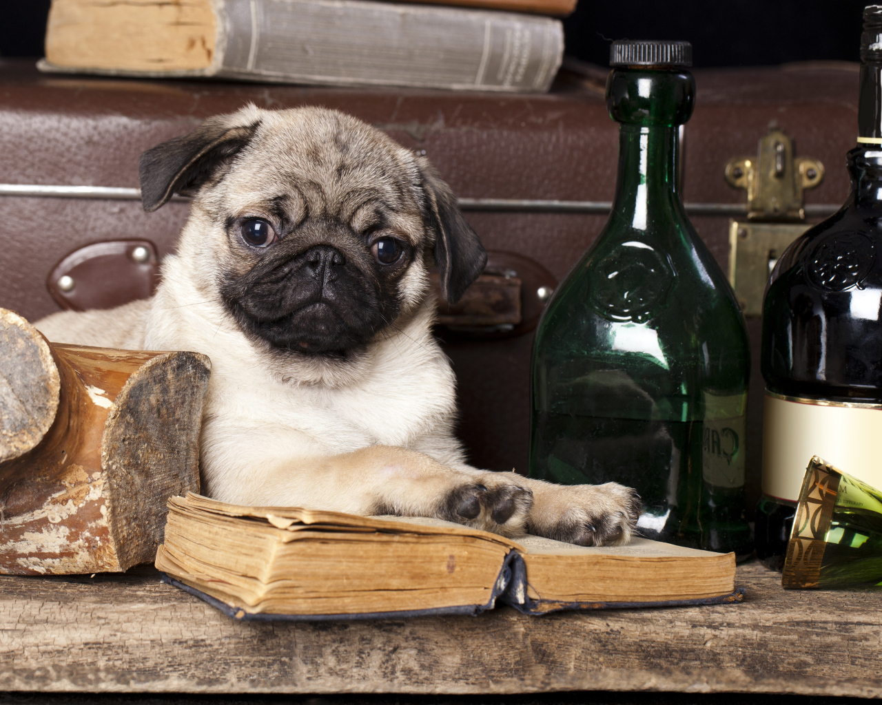 Маленький мопс с книгой и бутылками