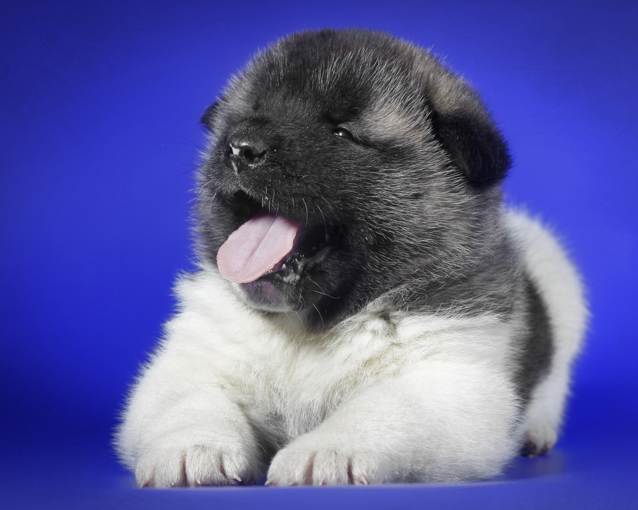 Маленький щенок с розовым языком зевает