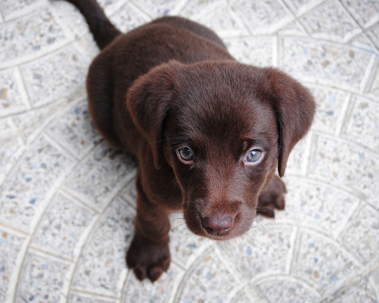 Маленький грустный щенок лабрадора сидит на полу